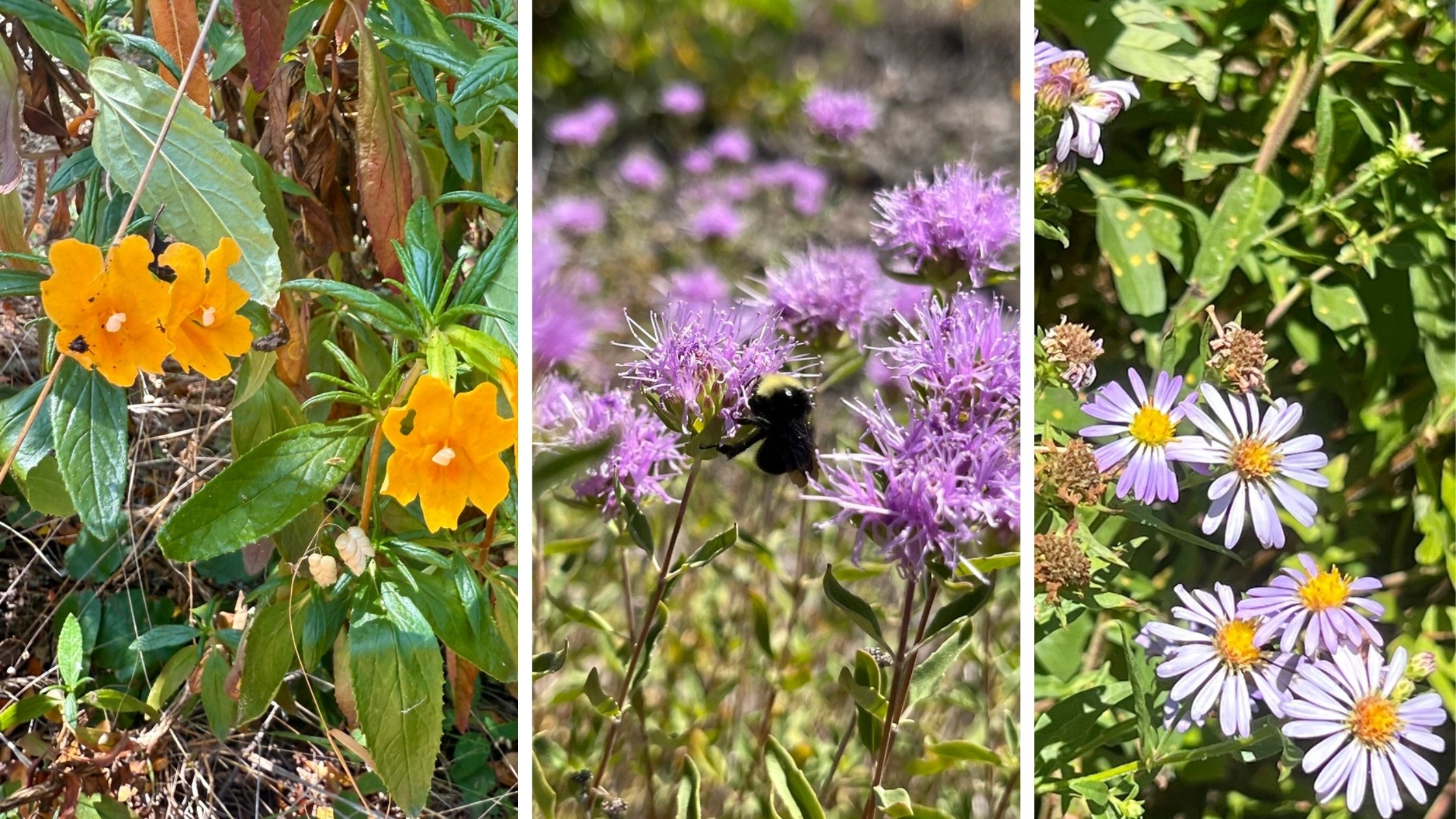 Southern California native plants (bush monkeyflower, coyote mint, California aster)