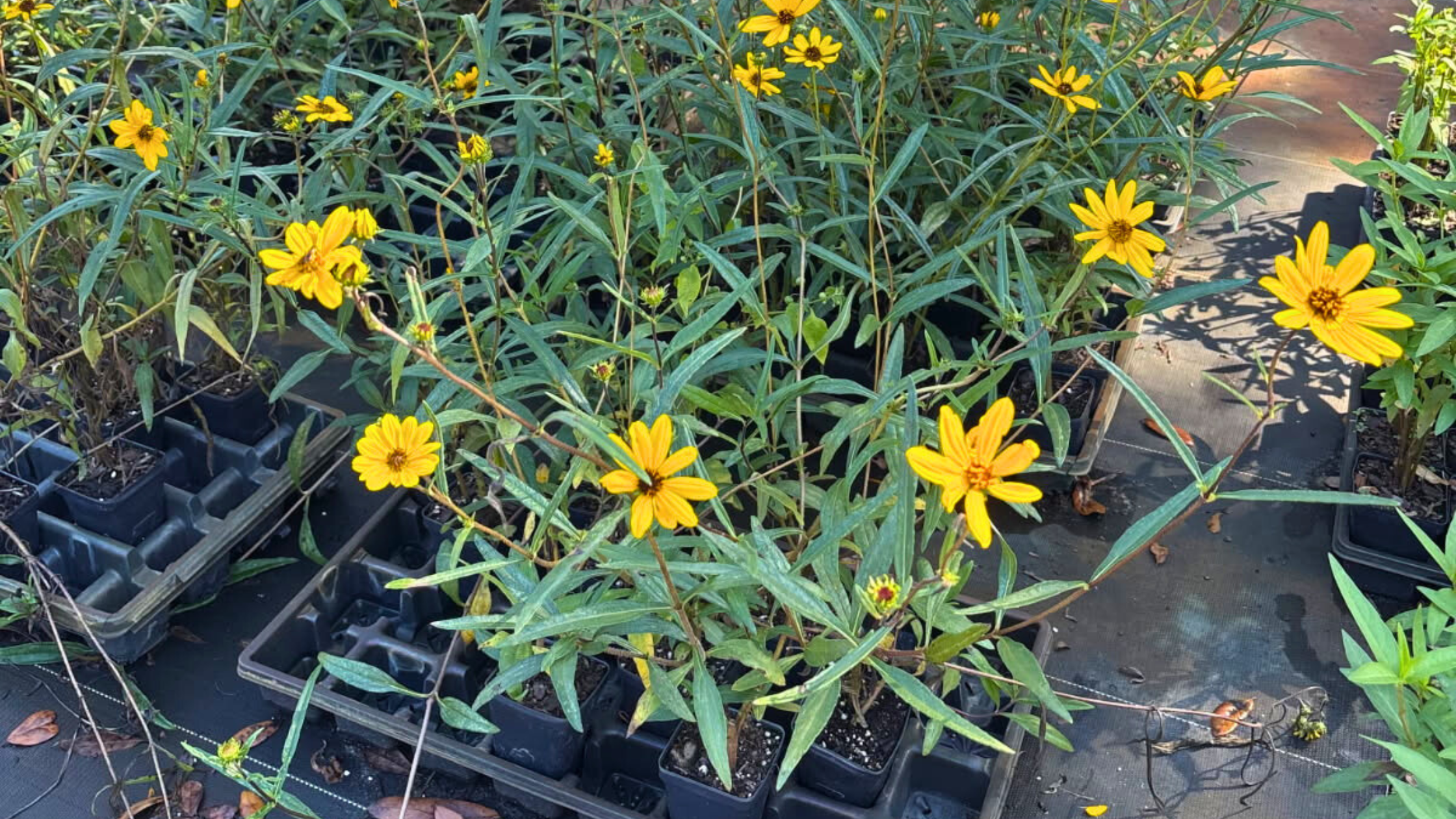 Sunflowers in Trays