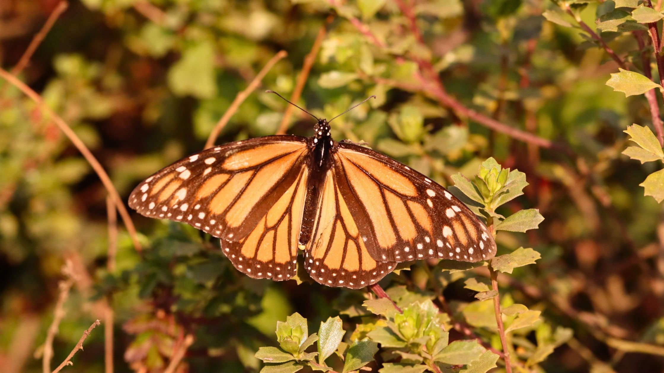 A closeup of a monarch butterfly looking for nectar plants in the forests of Mexico