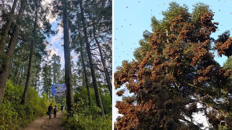 Entrance to the Oyamel fir forests in Mexico and the monarch butterfly congregation roosting in the trees