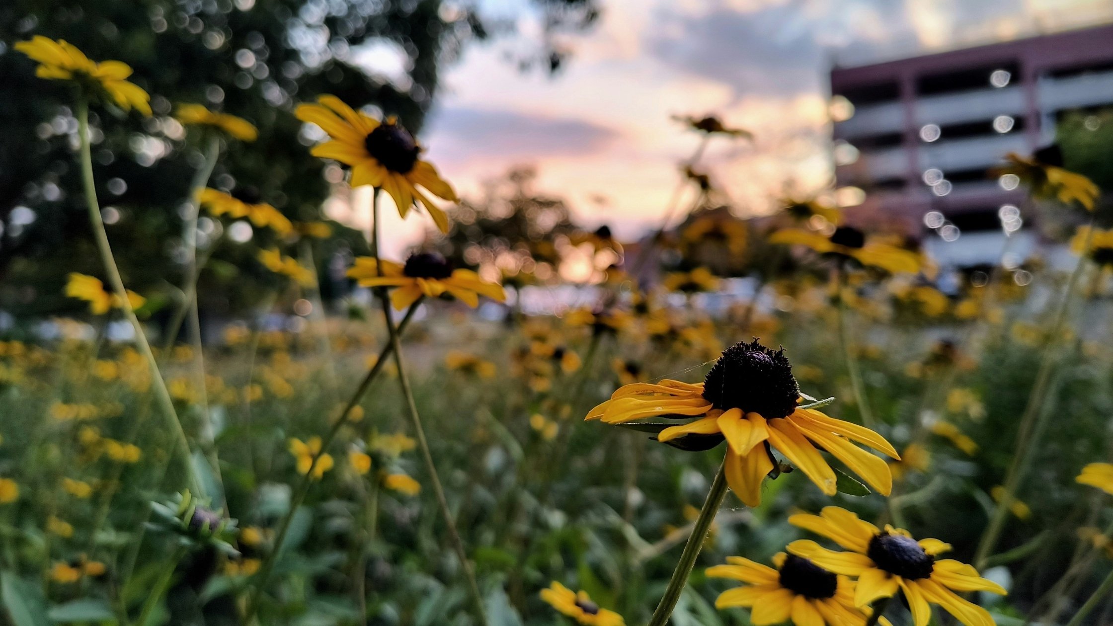 UIUC Photo ContestMost Popular Vote Winner_Black Eyed Susans at Sunset_Donovan Jensen