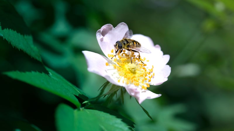 bee-on-carolina-rose