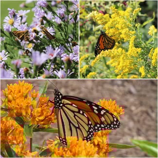 GFW-ECOM-COL-NE-MFS-monarch-munchables