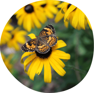 black-eyed-susan-pearl crescent butterfly