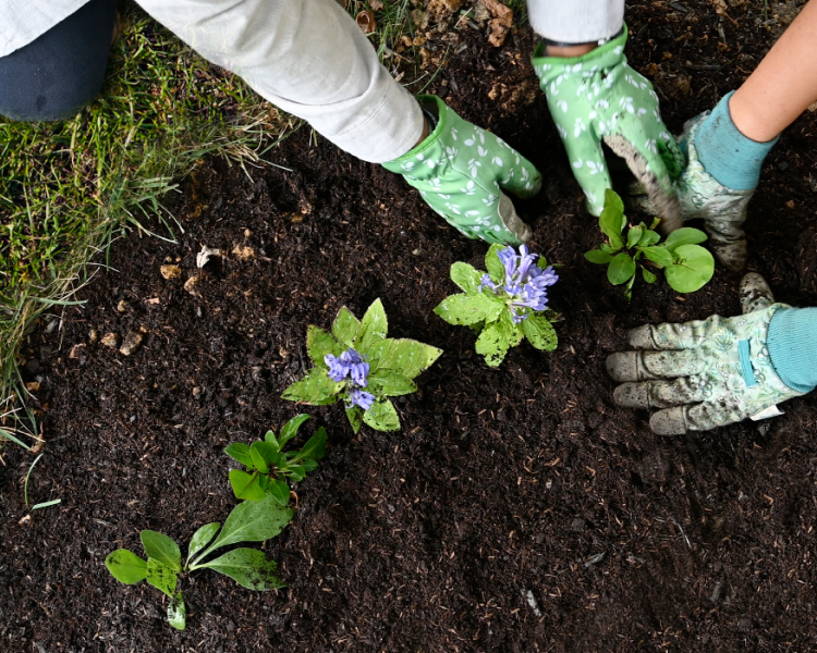 people-planting