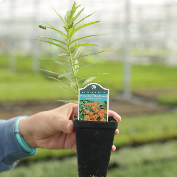 person-holding-plant-greenhouse-grower-1