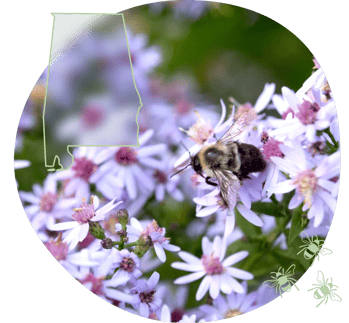 AL-bee-on-aster