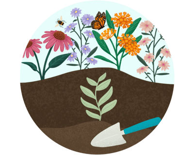 illustration of a native plant seedling planted in the ground with colorful flowers and pollinators in the background