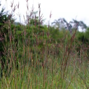 Big Bluestem_Andropogon gerardii