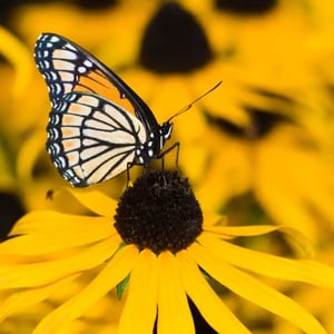 Black Eyed Susan_Rudbeckia hirta