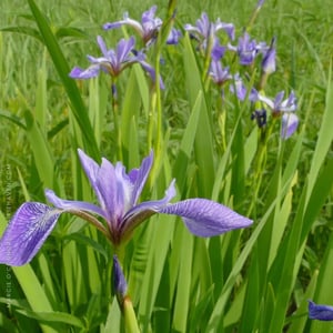 Blue Flag Iris_Iris virginica-1