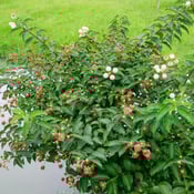 Buttonbush (Cephalanthus occidentalis)