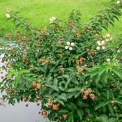 Buttonbush_Cephalanthus occidentalis