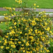Carolina Jessamine_Gelsemium sempervirens