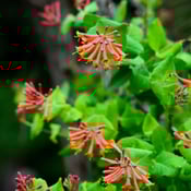 Coral Honeysuckle_Lonicera sempervirens