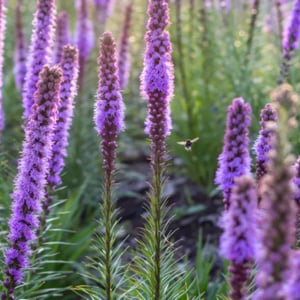 Blazing Star_Dense Blazing Star_Liatris spicata-2