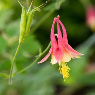 Eastern Columbine_Aquilegia canadensis-1