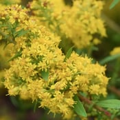 Grayleaf Goldenrod_Solidago nemoralis-2