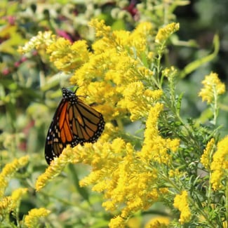 Grayleaf Goldenrod_Solidago nemoralis