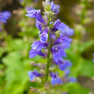 Great Blue Lobelia_Lobelia siphilitica-1