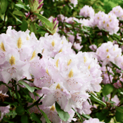 Great Laurel_Rhododendron maximum