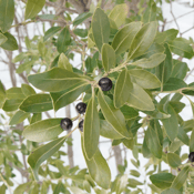 Ilex glabra_Inkberry-1
