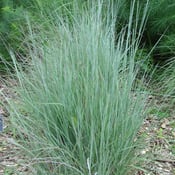 Little Bluestem Grass_Schizachyrium scoparium-1