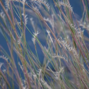 Little Bluestem Grass_Schizachyrium scoparium