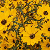 Narrow Leaved Sunflower_Helianthus angustifolius