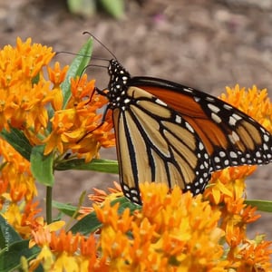 orange butterfly milkweed (asclepias tuberosa) with monarch butterfly