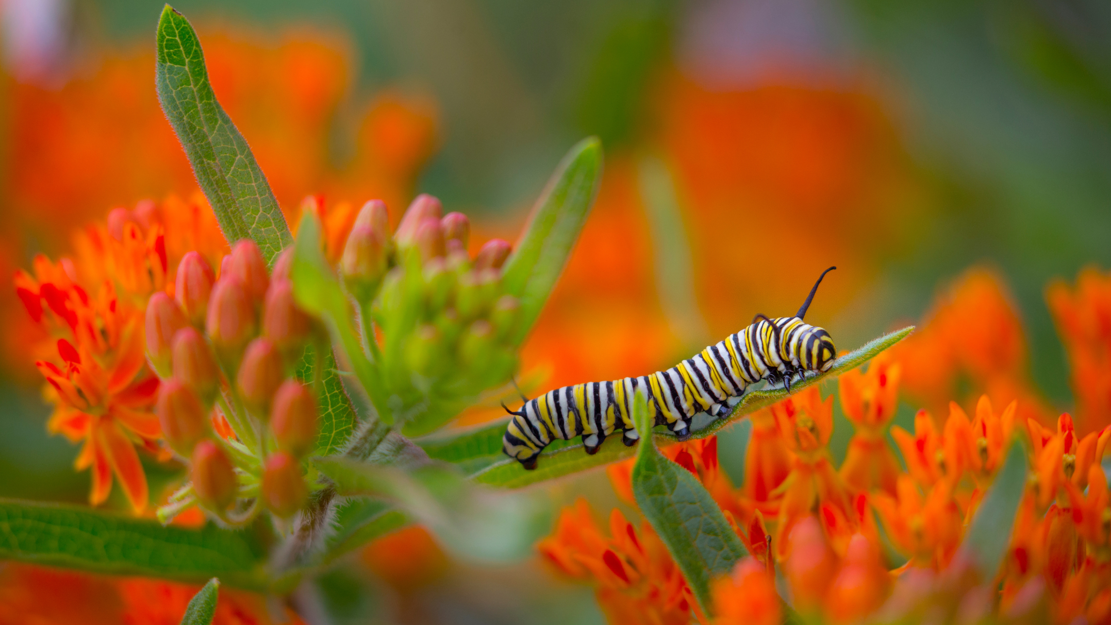 Everything To Know About Swamp Milkweed