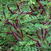 False Indigo (Amorpha fruticosa)