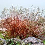 Red Twig Dogwood (Cornus sericea) 