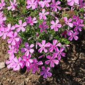 Prairie Phlox (Phlox pilosa)