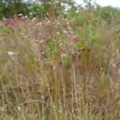 Prairie Dropseed_Sporobolus heterolepis-1