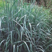 Purple Lovegrass_Eragrostis spectabilis