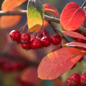 Aronia arbutifolia_Red Chokeberry