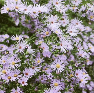 Smooth Blue Aster_Symphytrichum laeve_Aster laevis