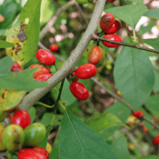 Lindera benzoin_Spicebush