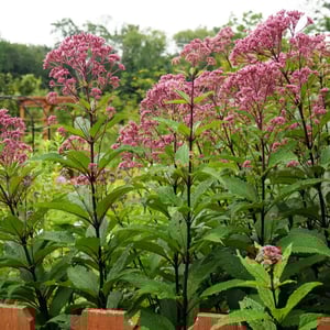 Joe Pye Weed_Eutrochium maculatum-1