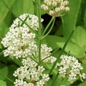 Whorled Milkweed_Asclepias verticillata