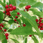Ilex verticillata_Winterberry