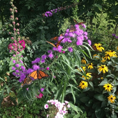 A pollinator garden with native plants and monarch butterflies