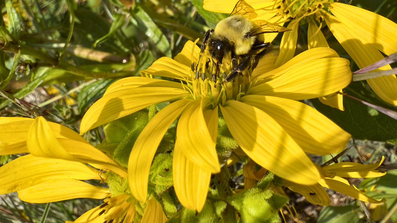 bumblebee on yellow flower