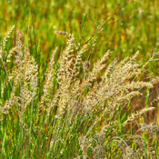Prairie Junegrass_Koeleria macrantha