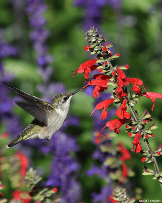 RUBY THROATED HUMMINGBIRD ON RED CARDINAL FLOWER