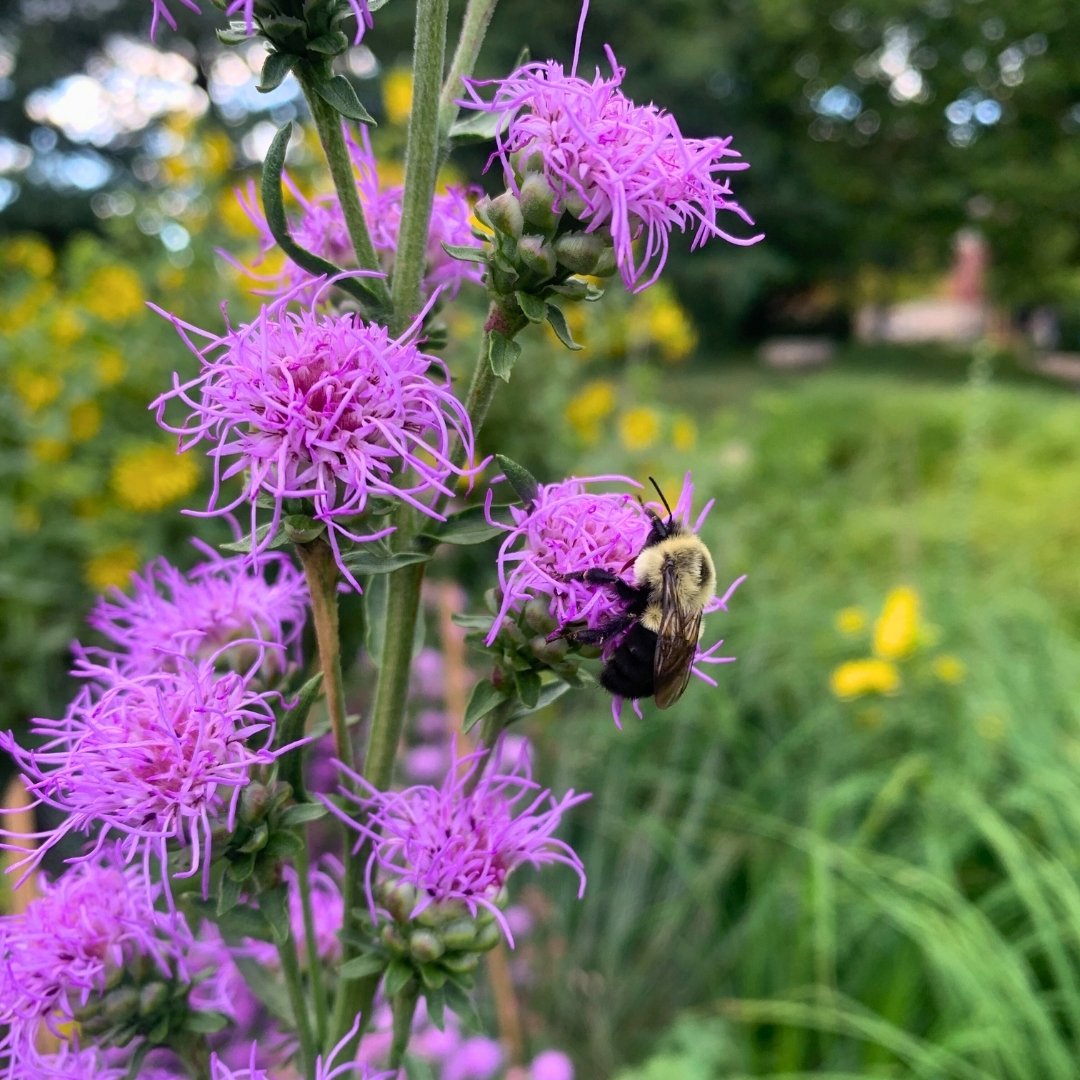 Red Oak Rain Garden Photos 1