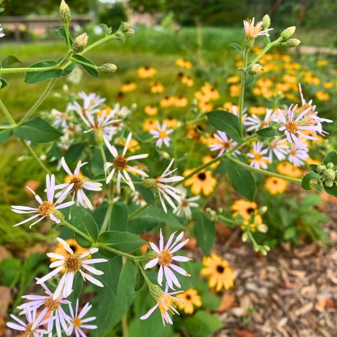 Red Oak Rain Garden Photos 3