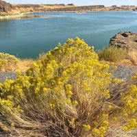Rubber Rabbitbrush_Ericameria nauseosa (5)
