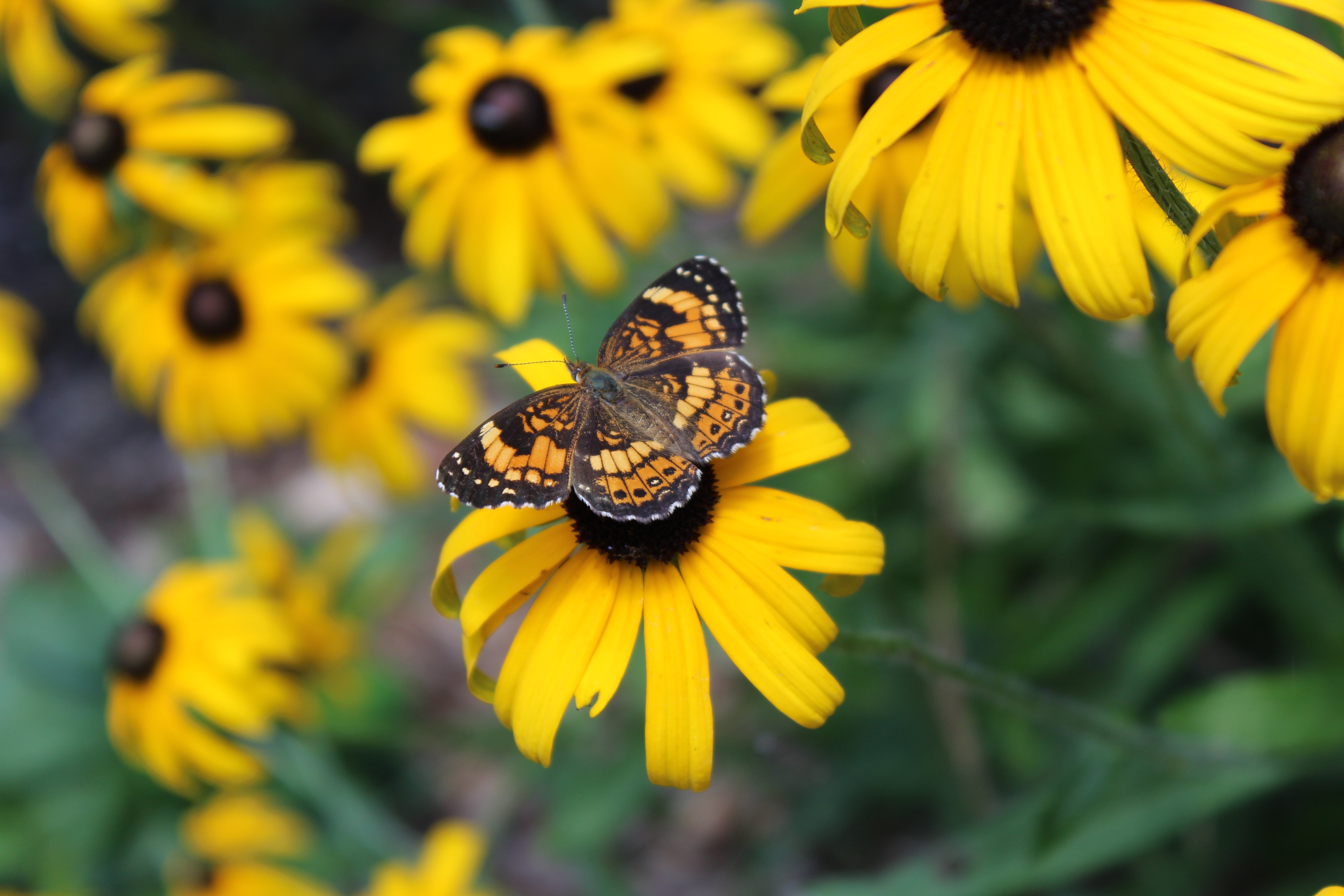 Rudbeckia hirta (black-eyed Susan native plant) with pearl crescent butterfly